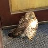 Red-Tailed Hawk Found Half-Starved In Midtown Has 50 Percent Chance Of Survival
